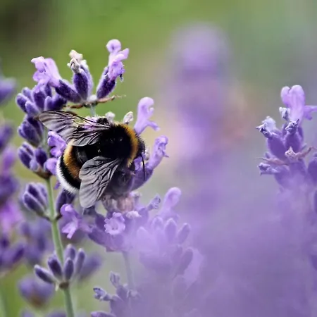 Theodosius Forest Village - Glamping In Valley 4*