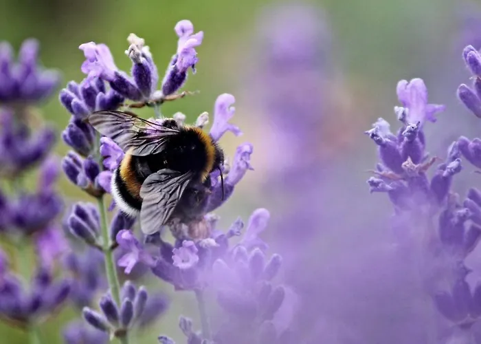 Theodosius Forest Village - Glamping In Valley 4*